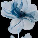 Анна Морозова